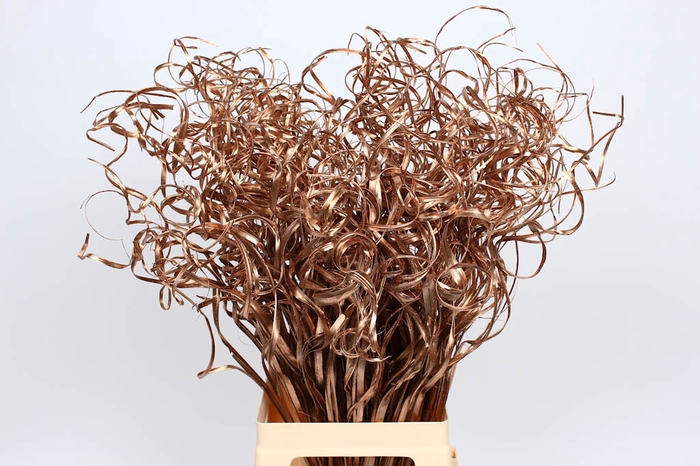 Palm Curly TT 100pc per bunch Copper