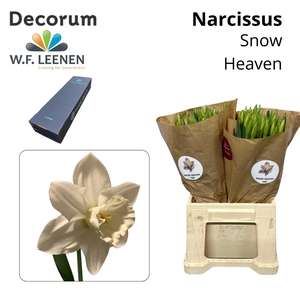 Narcissus Snow Heaven Big Box 300