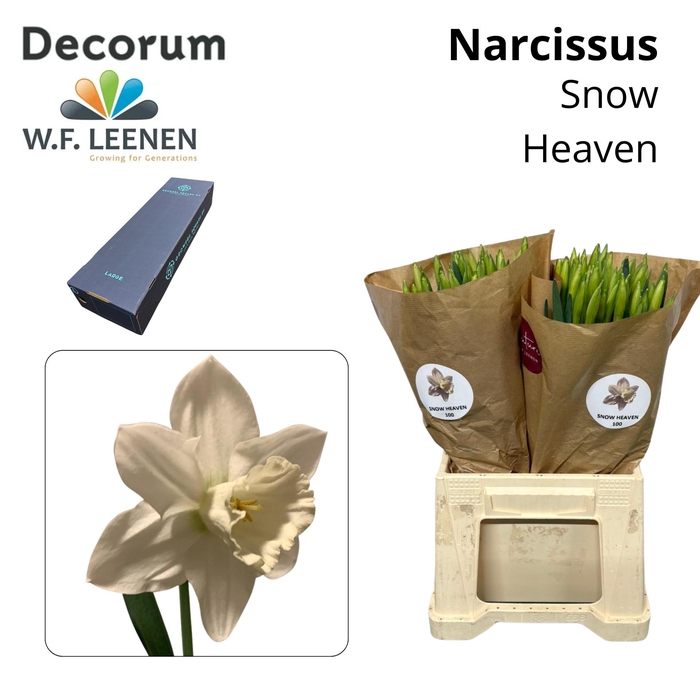 <h4>Narcissus Snow Heaven Big Box 300</h4>
