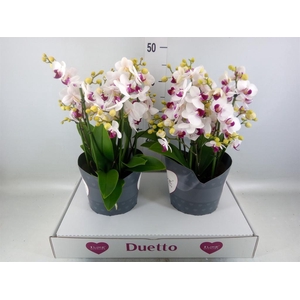 Phalaenopsis multi. 'FC Safe Haven'