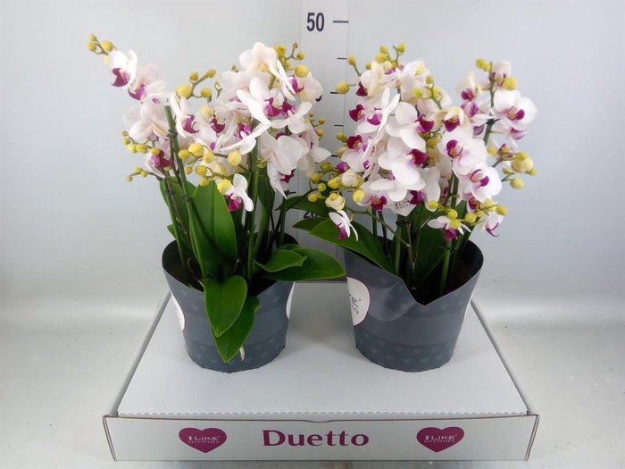 <h4>Phalaenopsis multi. 'FC Safe Haven'</h4>