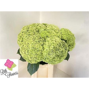 Hydr M Royal Highness Cl