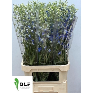 DELPH EN VOLKERFRIED