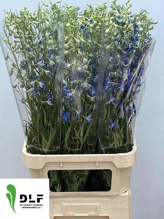 <h4>DELPH EN VOLKERFRIED</h4>