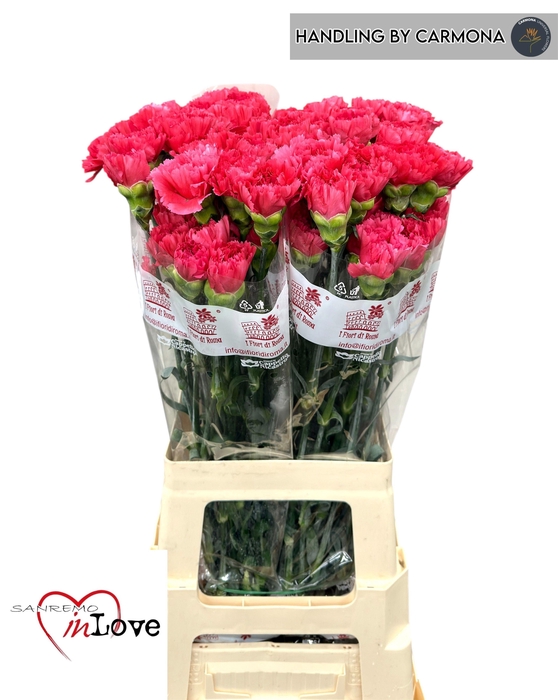 <h4>Dianthus st Bizet</h4>