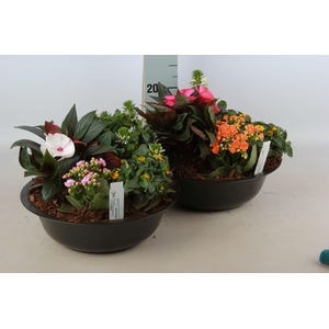 ARR TUINPLANTEN