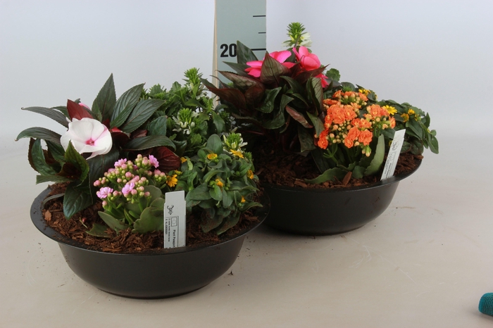 <h4>ARR TUINPLANTEN</h4>