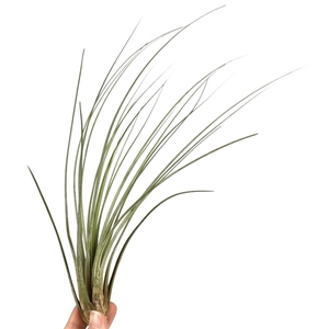 tillandsia juncea