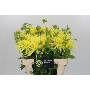 Dahlia Gryson Yellow Spider
