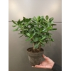 CRASS OVATA