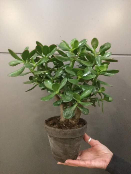 CRASS OVATA