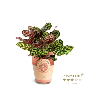 CALATHEA MAKOYANA p17
