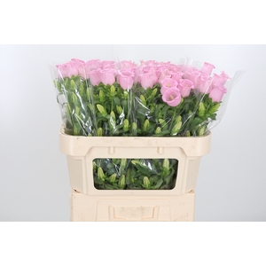 Camp M Cam Pear Pink