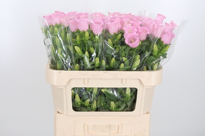 <h4>Camp M Cam Pear Pink</h4>