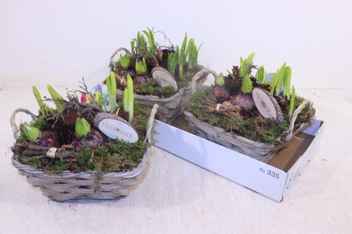 <h4>ARR BOL KNOLGEWAS</h4>