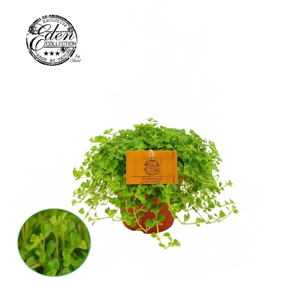 <h4>Pilea Depressa 12cm</h4>