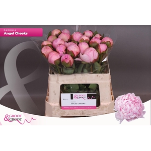 Paeonia Angel Cheeks | Heavy Quality