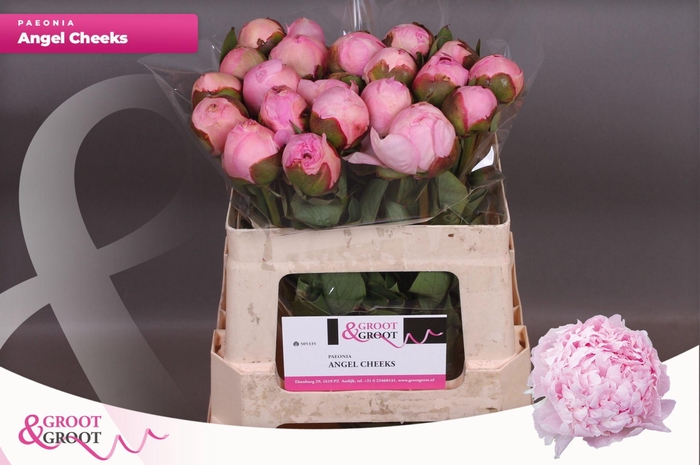 <h4>Paeonia Angel Cheeks | Heavy Quality</h4>