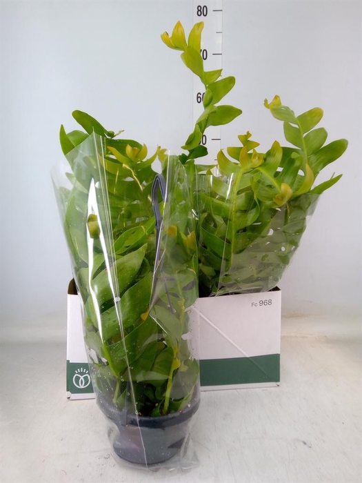 <h4>Epiphyllum   ...</h4>