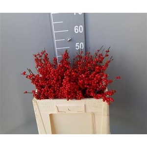 Ilex Ve Rode Bes 50cm