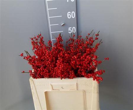 <h4>Ilex Ve Rode Bes 50cm</h4>