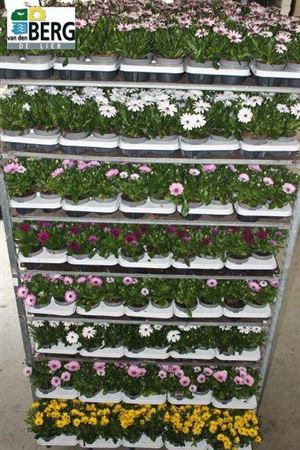Osteo Mixk 1 Klr Per Tray