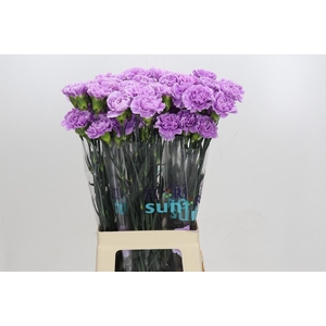 Dianthus St Florigene Moonaqua