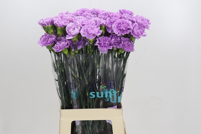 <h4>Dianthus St Florigene Moonaqua</h4>