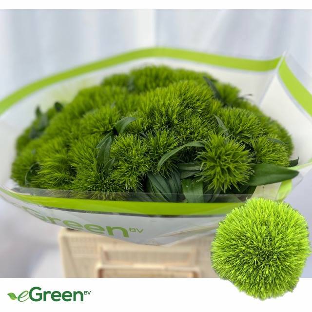 <h4>DI BARB GREEN WICKY</h4>