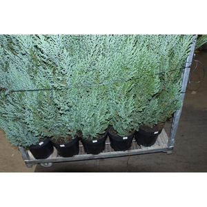 TUIA STRICKITA P24