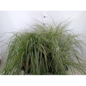 Carex oshimensis 'Everest'
