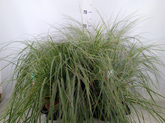 <h4>Carex oshimensis 'Everest'</h4>
