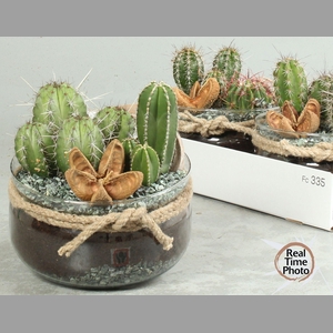 ARR CACTUS