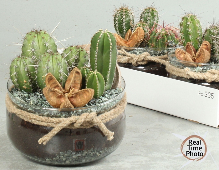 <h4>ARR CACTUS</h4>