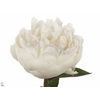 Paeonia Elsa Sass