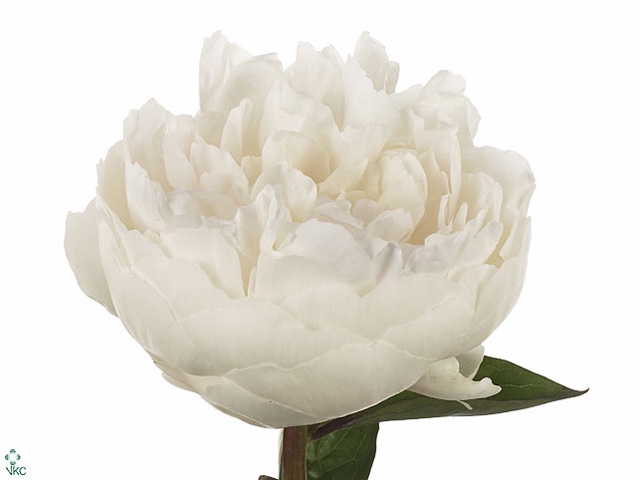 Paeonia Elsa Sass