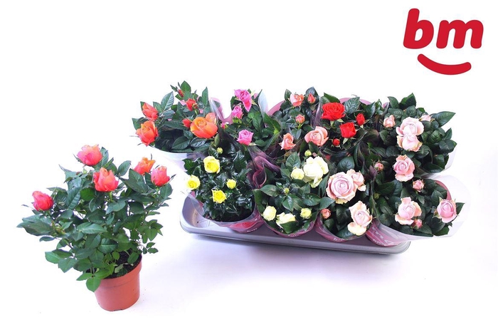 Ro B Monde Gem 6 Srt