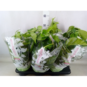 Epipremnum   ...