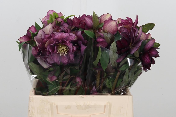 <h4>Hell Or Queens Db P</h4>