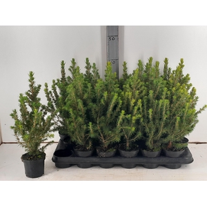 PICEA GL CONICA