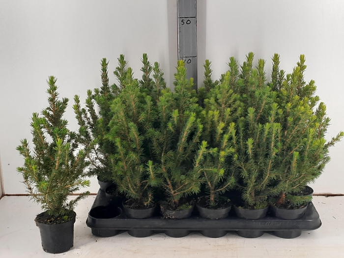 <h4>PICEA GL CONICA</h4>