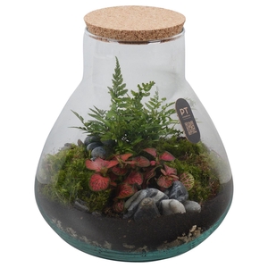 Arr.   Kamerplant Groen H%