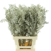 Pres Ruscus Platina (5 Stems P Bunch) (in Box)