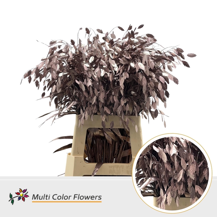 <h4>Chrasmanticum Klb Platium</h4>