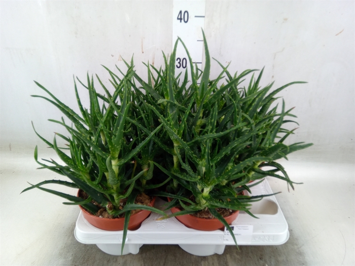<h4>Aloe   ...</h4>