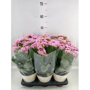 Kalanchoe  'RoseFlow Graceful Pink'