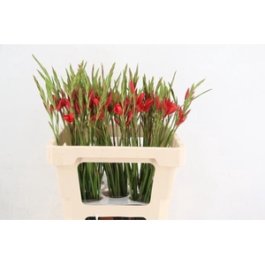 SCHIZOSTYLIS MAJOR