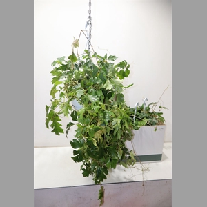 Cissus Rh Ellen Dan