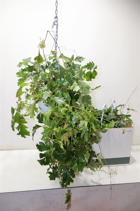 <h4>Cissus Rh Ellen Dan</h4>