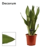 Sansevieria Moonshine 17 cm (Decorum)